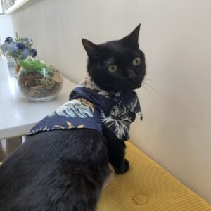 エムドッグス,動物プロダクション,ペットモデル,モデル猫,タレント猫,MIX猫,運,うん