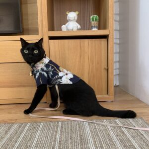 エムドッグス,動物プロダクション,ペットモデル,モデル猫,タレント猫,MIX猫,運,うん
