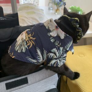 エムドッグス,動物プロダクション,ペットモデル,モデル猫,タレント猫,MIX猫,運,うん