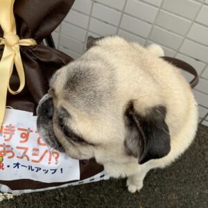 エムドッグス,動物プロダクション,ペットモデル,ペットタレント,モデル犬,タレント犬,パグ,小太郎