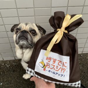 エムドッグス,動物プロダクション,ペットモデル,ペットタレント,モデル犬,タレント犬,パグ,小太郎