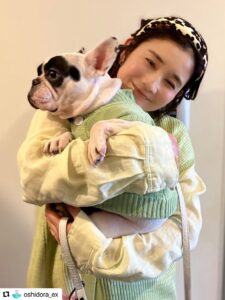エムドッグス,動物プロダクション,ペットモデル,ペットタレント,モデル犬,タレント犬,フレンチブルドッグ,小雪