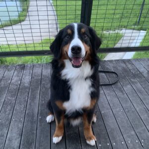 エムドッグス,動物プロダクション,ペットモデル,ペットタレント,モデル犬,タレント犬,バーニーズマウンテンドッグ,Buona,ボナ