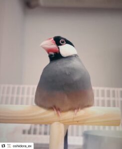 エムドッグス,動物プロダクション,ペットモデル,ペットタレント,モデル犬,タレント犬,文鳥,文さん,鳥さん