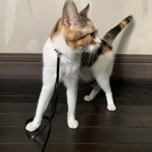 エムドッグス,動物プロダクション,ペットモデル,ペットタレント,モデル猫,タレント猫,ラムキン,紅葉