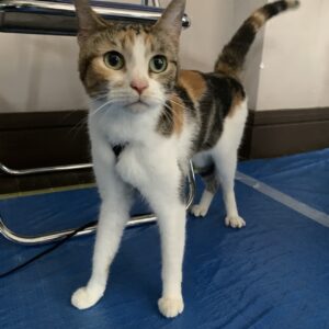 エムドッグス,動物プロダクション,ペットモデル,ペットタレント,モデル猫,タレント猫,ラムキン,紅葉