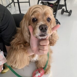 エムドッグス,動物プロダクション,ペットモデル,ペットタレント,モデル犬,タレント犬,アメリカンコッカースパニエル,ハリー