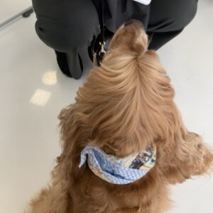 エムドッグス,動物プロダクション,ペットモデル,ペットタレント,モデル犬,タレント犬,アメリカンコッカースパニエル,ハリー