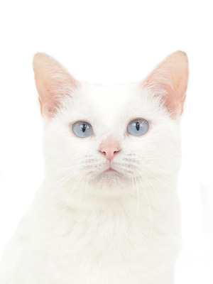 エムドッグス,動物プロダクション,ペットモデル,モデル猫,タレント猫,MIX猫,りあ