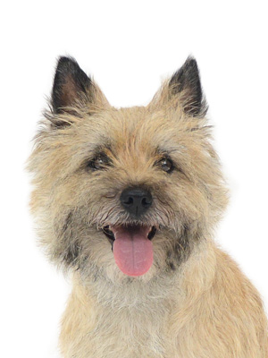 エムドッグス,動物プロダクション,ペットモデル,モデル犬,タレント犬,ケアンテリア,グレース
