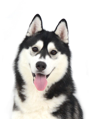エムドッグス,動物プロダクション,ペットモデル,モデル犬,タレント犬,シベリアンハスキー,ブリザード
