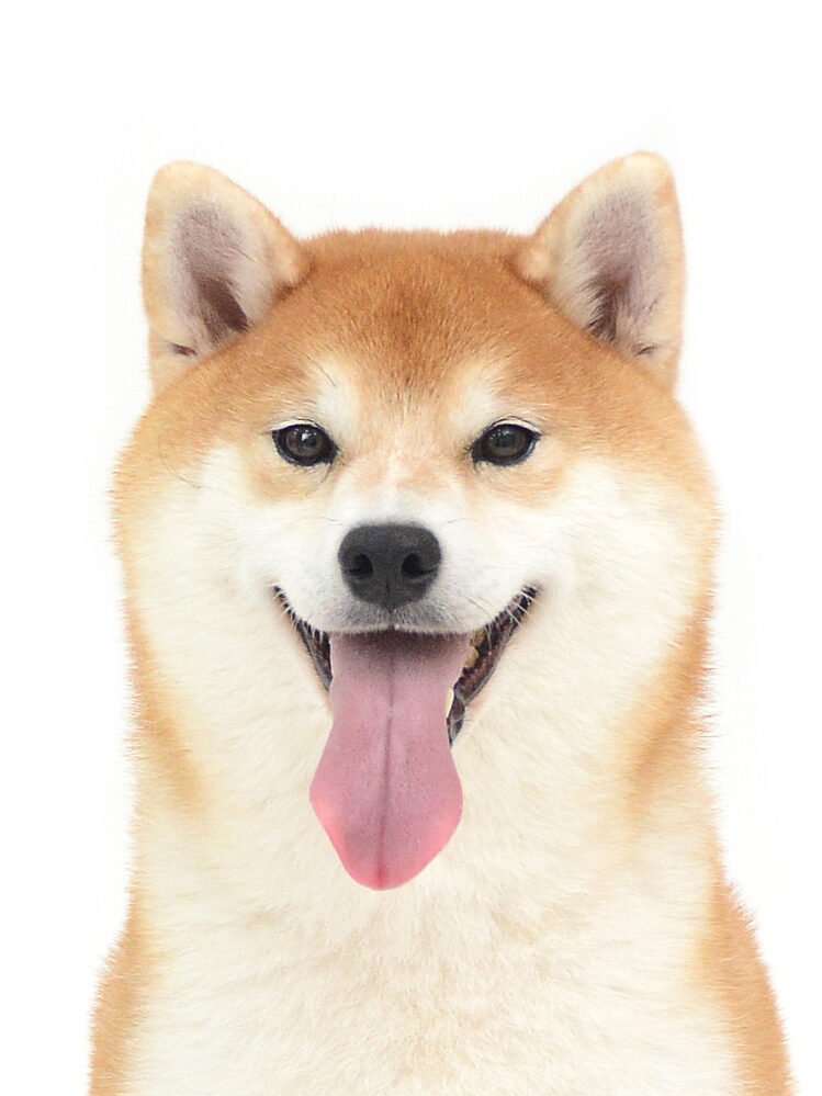 エムドッグス,動物プロダクション,ペットモデル,モデル犬,タレント犬,柴犬,かりん