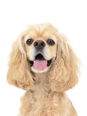 動物プロダクション,ペットモデル,ペットタレント,モデル犬,タレント犬,アメリカンコッカースパニエル,ロイ
