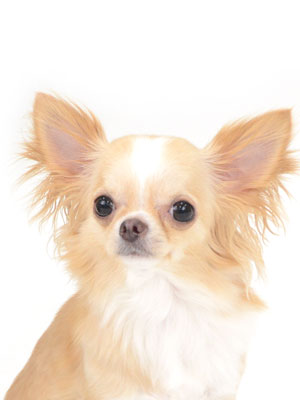 動物プロダクション,ペットモデル,ペットタレント,モデル犬,タレント犬,チワワ,ヒメ