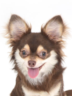 動物プロダクション,ペットモデル,ペットタレント,モデル犬,タレント犬,チワワ,ラテ