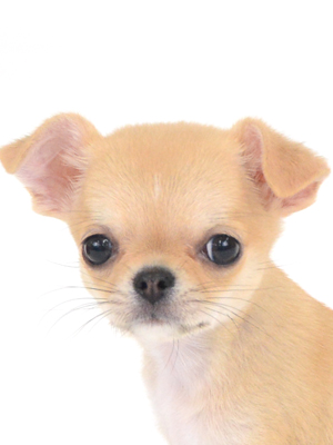 動物プロダクション,ペットモデル,モデル犬,タレント犬,チワワ,きなこ