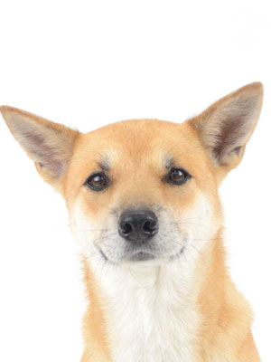 動物プロダクション,ペットモデル,モデル犬,タレント犬,MIX,雑種,茶々丸,ちゃちゃまる