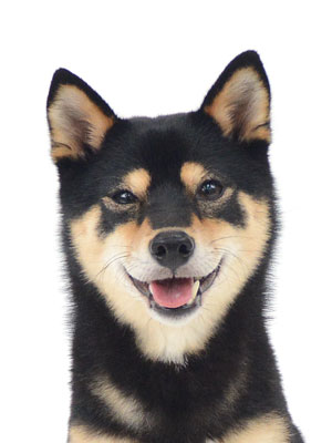 エムドッグス,動物プロダクション,ペットモデル,モデル犬,タレント犬,柴犬,豆しば,でん