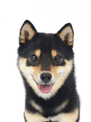 エムドッグス,動物プロダクション,ペットモデル,モデル犬,タレント犬,柴犬,豆しば,アル