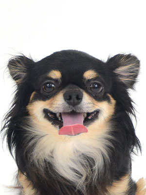 動物プロダクション,ペットモデル,ペットタレント,モデル犬,タレント犬,チワワ,ムギ