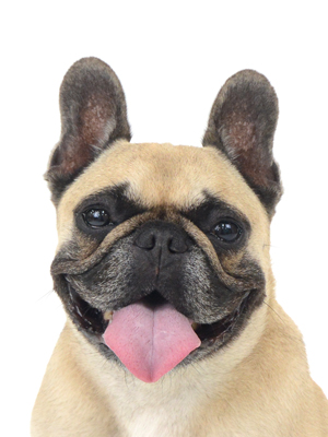 エムドッグス,動物プロダクション,ペットモデル,モデル犬,タレント犬,フレンチブルドッグ,チャコ