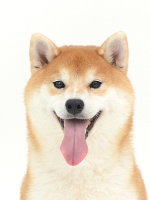 エムドッグス,動物プロダクション,ペットモデル,モデル犬,タレント犬,柴犬,かりん