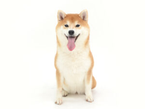 エムドッグス,動物プロダクション,ペットモデル,モデル犬,タレント犬,柴犬,かりん