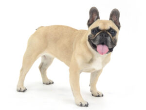 エムドッグス,動物プロダクション,ペットモデル,モデル犬,タレント犬,フレンチブルドッグ,チャコ