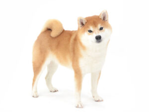 エムドッグス,動物プロダクション,ペットモデル,モデル犬,タレント犬,柴犬,かりん