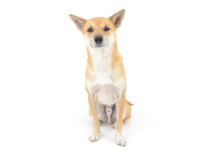動物プロダクション,ペットモデル,モデル犬,タレント犬,MIX,雑種,茶々丸,ちゃちゃまる