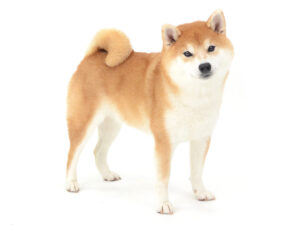 エムドッグス,動物プロダクション,ペットモデル,モデル犬,タレント犬,柴犬,かりん