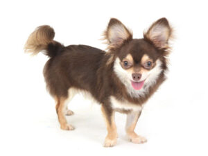 動物プロダクション,ペットモデル,ペットタレント,モデル犬,タレント犬,チワワ,ラテ
