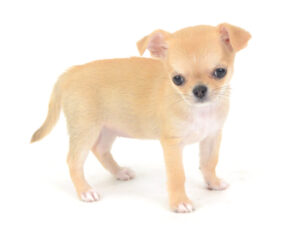 動物プロダクション,ペットモデル,モデル犬,タレント犬,チワワ,きなこ