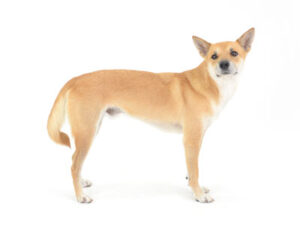 動物プロダクション,ペットモデル,モデル犬,タレント犬,MIX,雑種,茶々丸,ちゃちゃまる