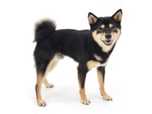 エムドッグス,動物プロダクション,ペットモデル,モデル犬,タレント犬,柴犬,豆しば,でん