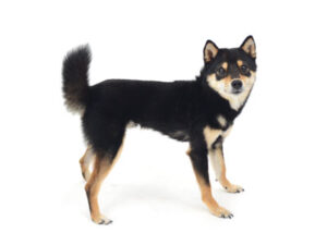 エムドッグス,動物プロダクション,ペットモデル,モデル犬,タレント犬,柴犬,豆しば,アル