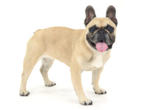 エムドッグス,動物プロダクション,ペットモデル,ペットタレント,モデル犬,タレント犬,フレンチブルドッグ,チャコ