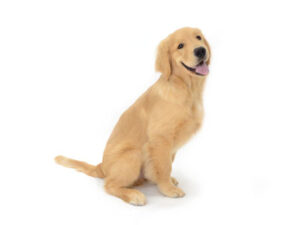 エムドッグス,動物プロダクション,ペットモデル,ペットタレント,モデル犬,タレント犬,ゴールデンレトリバー,kuu,クー
