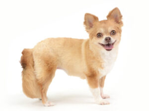 エムドッグス,動物プロダクション,ペットモデル,ペットタレント,モデル犬,タレント犬,チワワ,むぎ