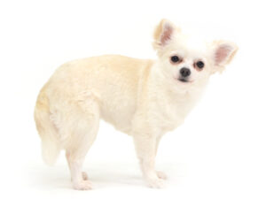 エムドッグス,動物プロダクション,ペットモデル,ペットタレント,モデル犬,タレント犬,チワワ,ぷりん