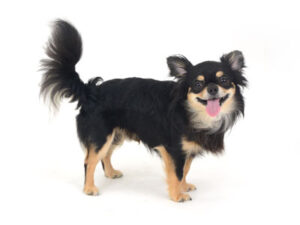 動物プロダクション,ペットモデル,ペットタレント,モデル犬,タレント犬,チワワ,ムギ