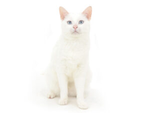 エムドッグス,動物プロダクション,ペットモデル,モデル猫,タレント猫,MIX猫,りあ