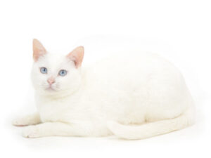 エムドッグス,動物プロダクション,ペットモデル,モデル猫,タレント猫,MIX猫,りあ