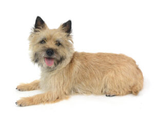 エムドッグス,動物プロダクション,ペットモデル,モデル犬,タレント犬,ケアンテリア,グレース
