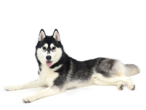 エムドッグス,動物プロダクション,ペットモデル,モデル犬,タレント犬,シベリアンハスキー,ブリザード
