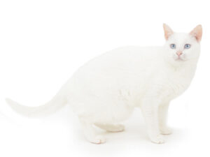 エムドッグス,動物プロダクション,ペットモデル,モデル猫,タレント猫,MIX猫,りあ