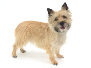 エムドッグス,動物プロダクション,ペットモデル,モデル犬,タレント犬,ケアンテリア,グレース