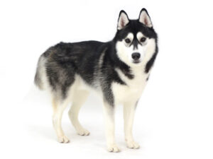 エムドッグス,動物プロダクション,ペットモデル,モデル犬,タレント犬,シベリアンハスキー,ブリザード