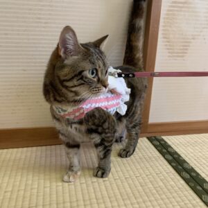 エムドッグス,動物プロダクション,ペットモデル,ペットタレント,モデル猫,タレント猫,アメリカンショートヘア,ruby,ルビー