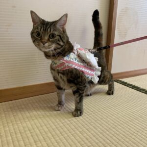 エムドッグス,動物プロダクション,ペットモデル,ペットタレント,モデル猫,タレント猫,アメリカンショートヘア,ruby,ルビー